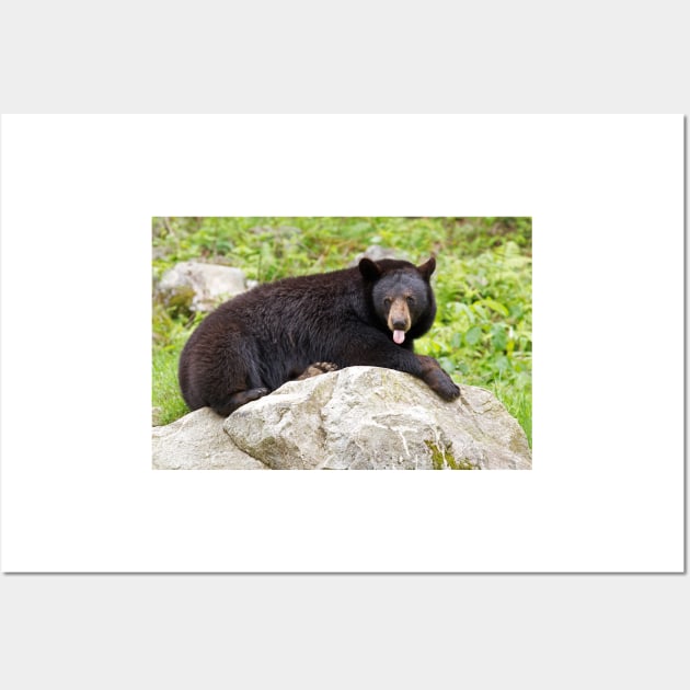 Blowing Raspberries - Black Bear Wall Art by Jim Cumming